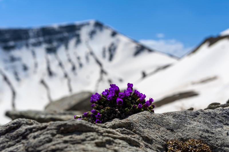 foto The Hidden Treasures of the Laga Mountains: A Journey through Unique Flora and Fauna