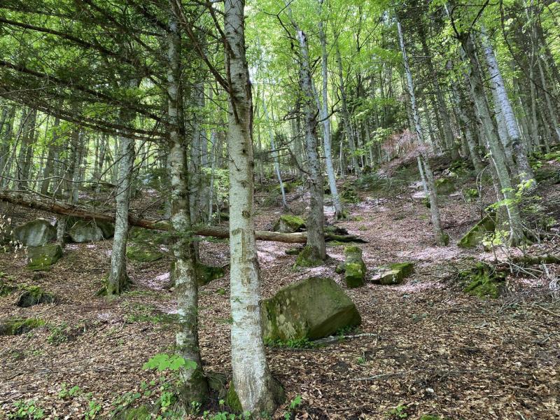 foto Nell’abetina di Cortino